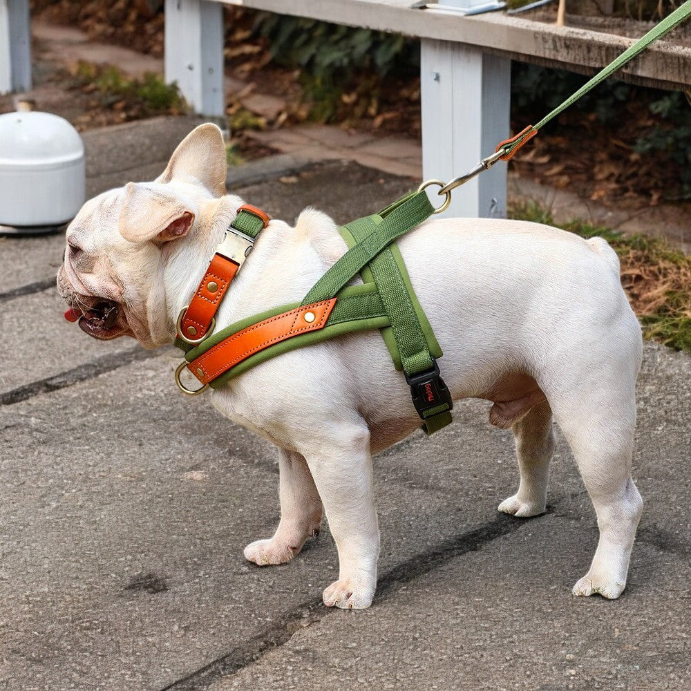 Lo que un buen arnés puede cambiar en la vida de tu perro