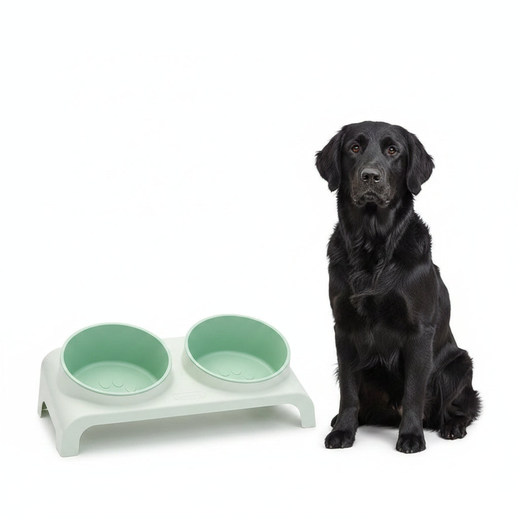 Comedero Doble Elevado y Ajustable para Perros y Gatos - Verde y Blanco