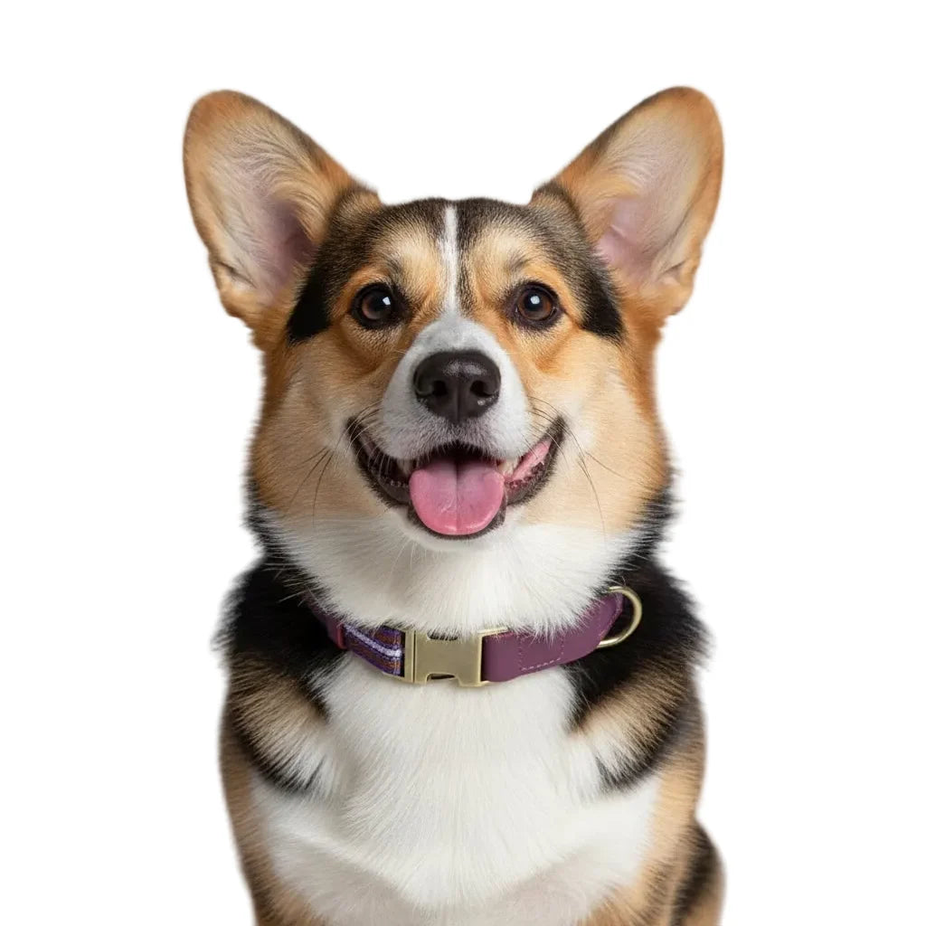 Correas para Perros