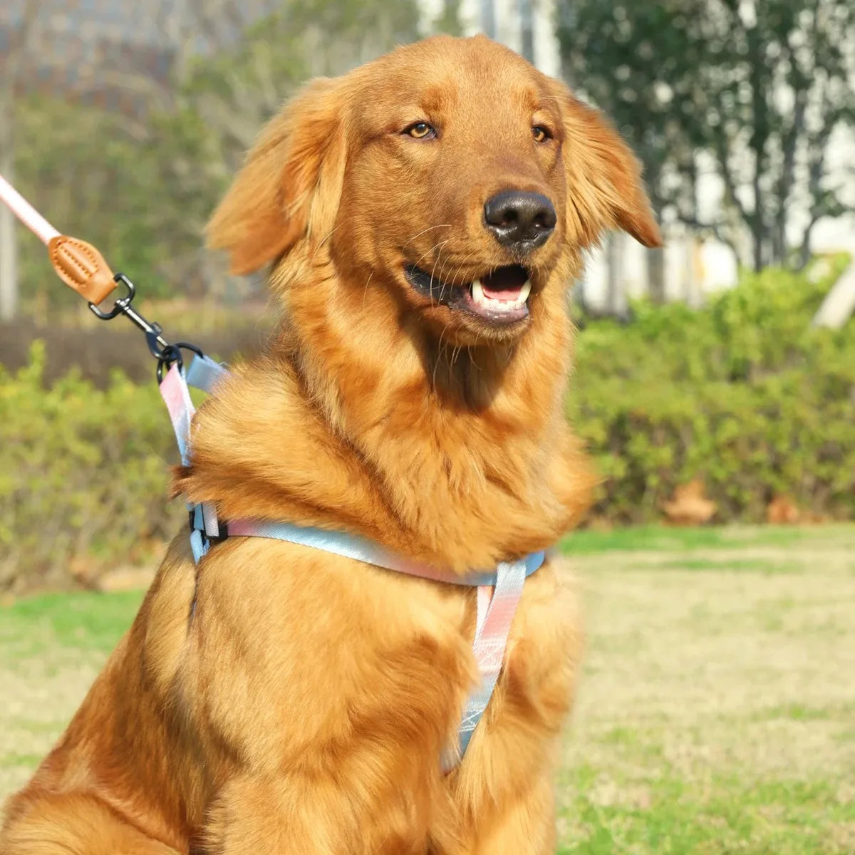 Verstellbares Brustgeschirr für kleine Hunde
