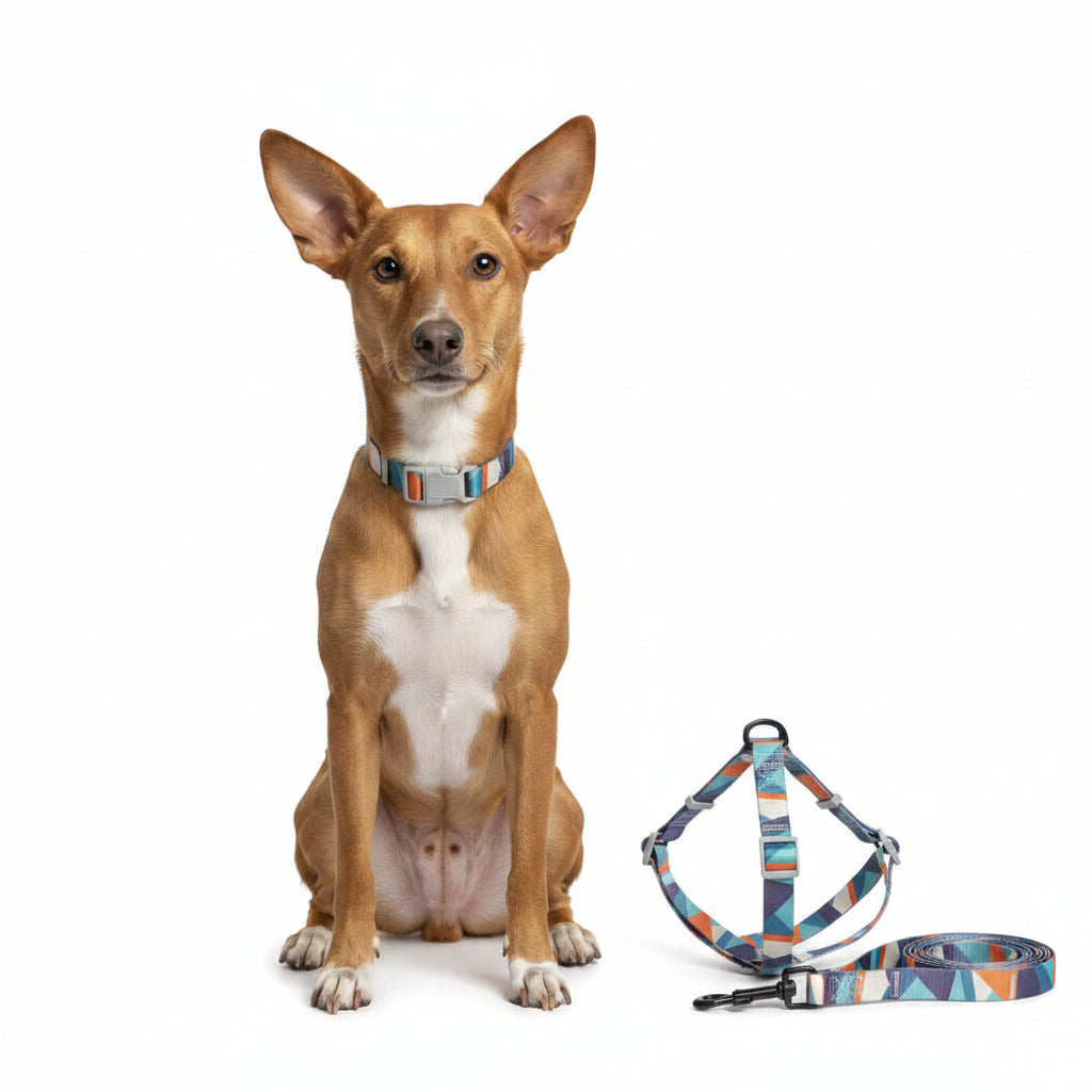 Arnés, Collar y Correa para Perro - Estampado de Triángulos