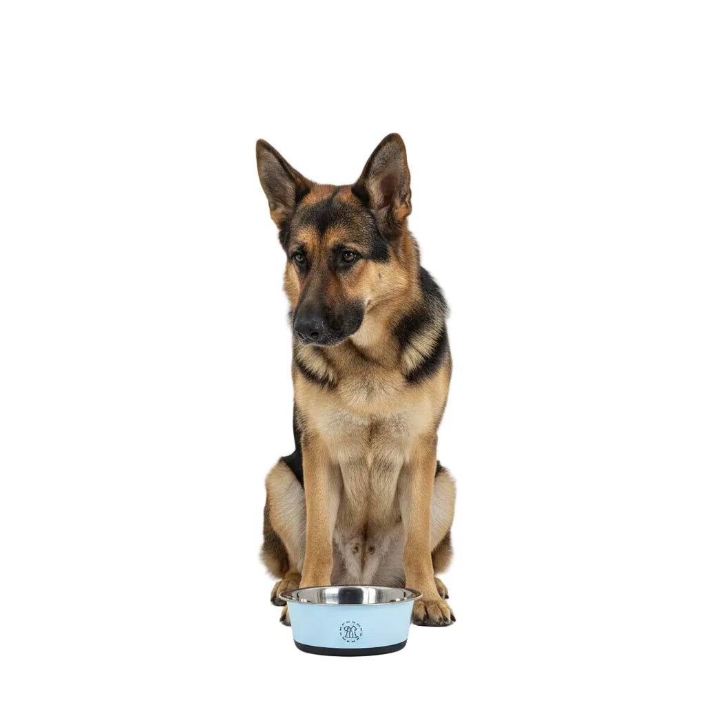 Comedero de Acero Antivuelco para Perros y Gatos - Azul