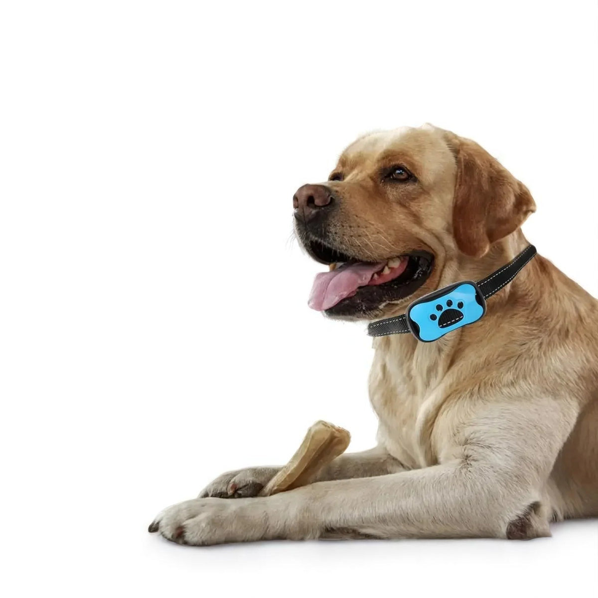 Collar antiaullidos inteligente: adiestramiento seguro y sin estrés