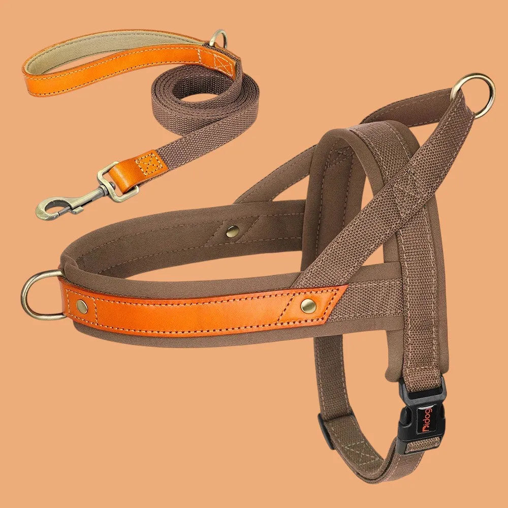 Kit Árnes y Collar para Perros