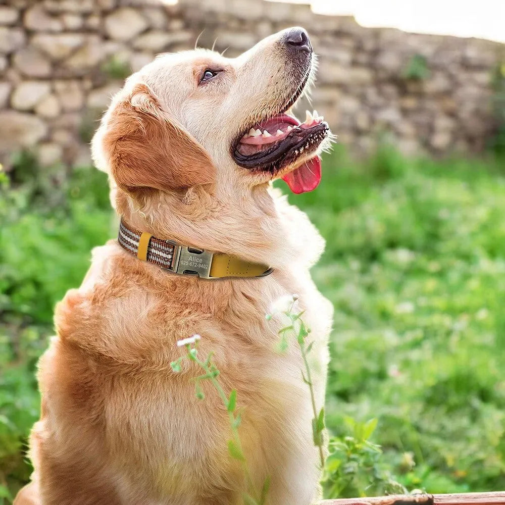 Collar de Nylon y Cuero para Perros