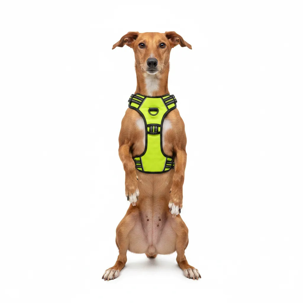 Arnés para Perros Vestido Verde